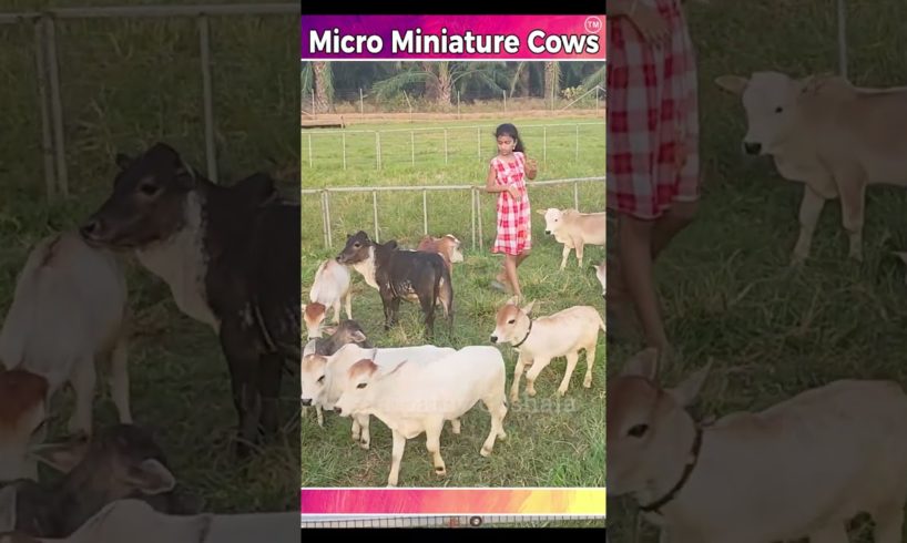 Mini cows playing #video #farming #animals #india #youtube #dance #viral #trending