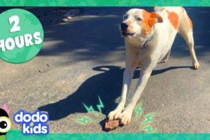 2 Hours Of The Most Surprising Animal Stories You’ll Ever See! | Dodo Kids | Animal Videos For Kids