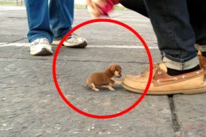 20 Smallest and Cutest Dog Breeds in the World