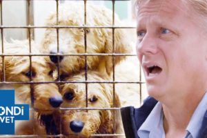 200 Puppies & Dogs Rescued in Shocking Condition 💔 Bondi Vet Coast to Coast S4E6 | New Full Episodes
