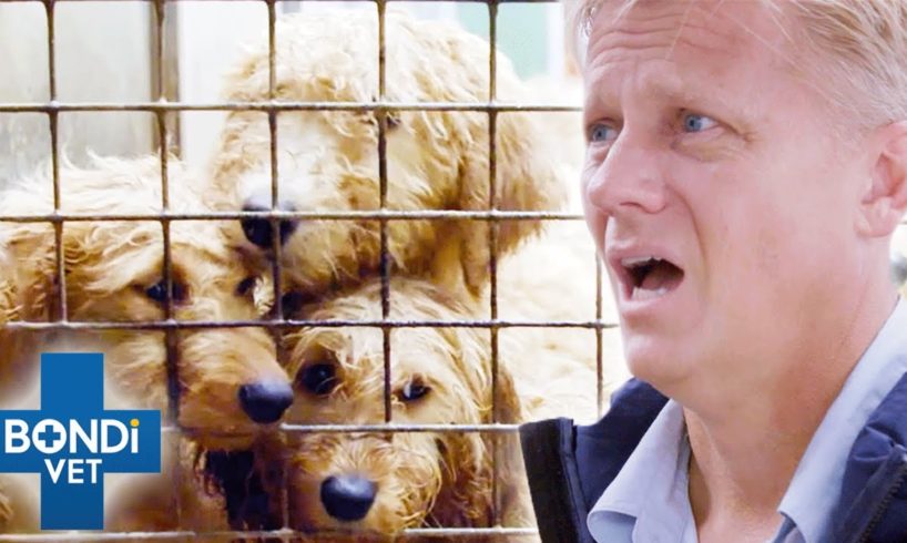 200 Puppies & Dogs Rescued in Shocking Condition 💔 Bondi Vet Coast to Coast S4E6 | New Full Episodes