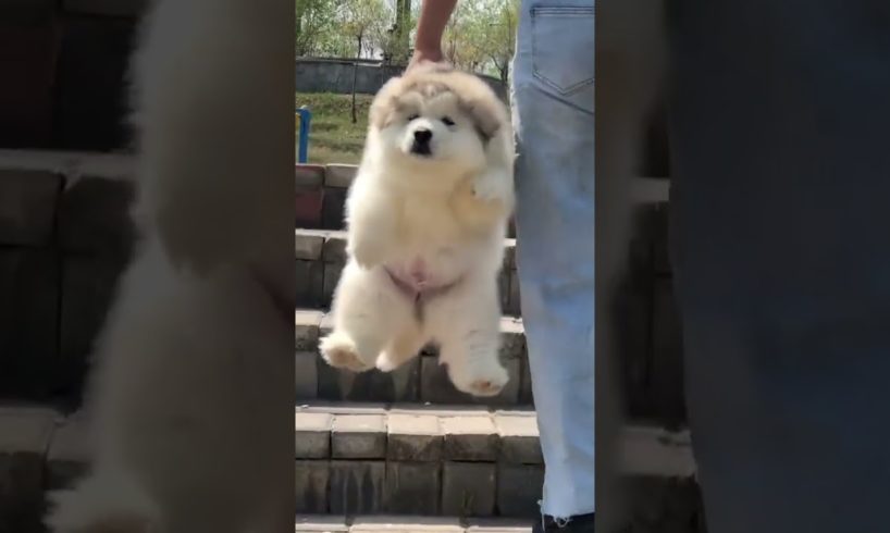 2023funniest and cutest dogs🐕🐶💓(don't foget to subscribe )😘#shorts