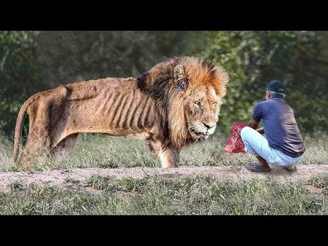 25 Animals That Asked People for Help & Kindness | Animal Rescues caught on Cameras.