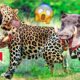 30 Courageous Battles Against Leopards to Protect Their Own | Animal Kingdom Chronicles