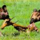 30 Moment WILD DOGS Hunting Brutally Prey With NO MERCY | Animal Fights