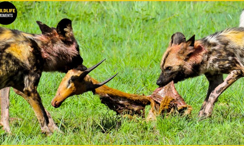 30 Moment WILD DOGS Hunting Brutally Prey With NO MERCY | Animal Fights