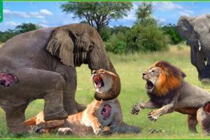 30 Moments Angry Mother Elephant Attacks Lion, What Happens Next? | Animal Fights