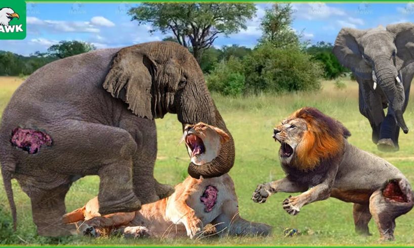 30 Moments Angry Mother Elephant Attacks Lion, What Happens Next? | Animal Fights