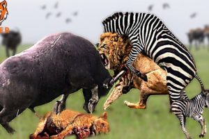30 Moments Buffalo's Revenge When The Lion Becomes The Prey | Animal Fight