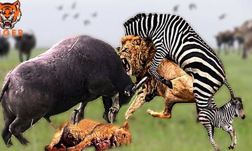 30 Moments Buffalo's Revenge When The Lion Becomes The Prey | Animal Fight