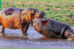 30 Moments Hippos Compete For Dominion And Territory, What Happens Next? | Animal Fights