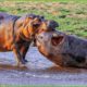 30 Moments Hippos Compete For Dominion And Territory, What Happens Next? | Animal Fights