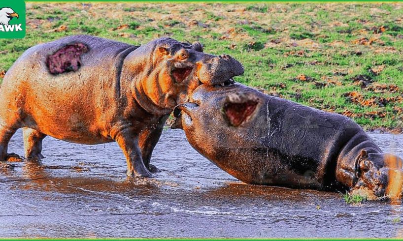 30 Moments Hippos Compete For Dominion And Territory, What Happens Next? | Animal Fights