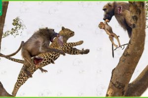 30 Moments Leopards Fight Baboons To Save Their Babies | Animal Fight