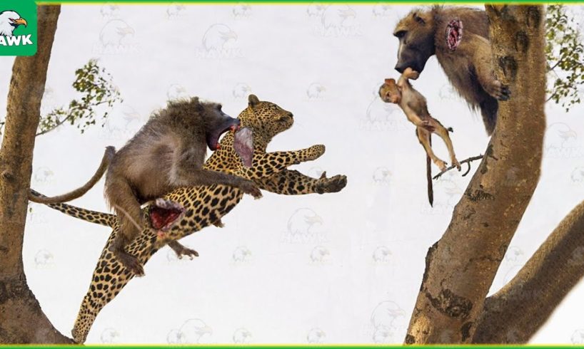 30 Moments Leopards Fight Baboons To Save Their Babies | Animal Fight