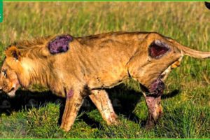 30 Moments Lions Lose One Leg Due to Territorial Defense | wild Animals Fight