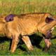 30 Moments Lions Lose One Leg Due to Territorial Defense | wild Animals Fight