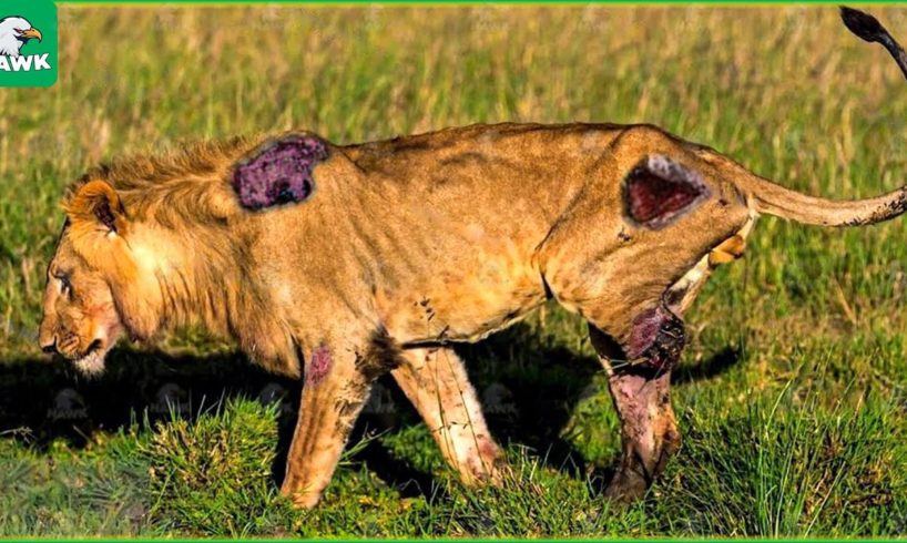 30 Moments Lions Lose One Leg Due to Territorial Defense | wild Animals Fight
