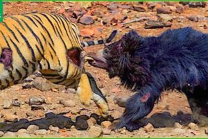 30 Moments Of Dramatic Fights Between Tigers And Bears, What Happens Next? | Animal Fights