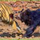 30 Moments Of Dramatic Fights Between Tigers And Bears, What Happens Next? | Animal Fights