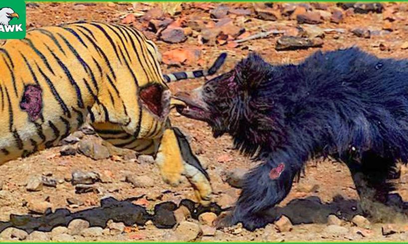 30 Moments Of Dramatic Fights Between Tigers And Bears, What Happens Next? | Animal Fights