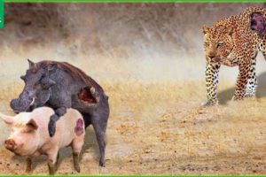 30 Moments Of Warthog Confronting An Injured Big Cat, What Happened Next? | Animal Fights