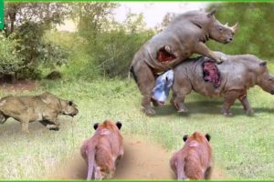 30 Moments Poor Rhino! Lions Hunting Rhinos In Their Territory And What Happens Next?| Animal Fights