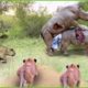 30 Moments Poor Rhino! Lions Hunting Rhinos In Their Territory And What Happens Next?| Animal Fights