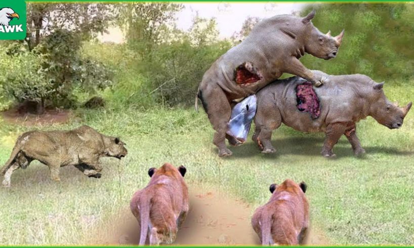 30 Moments Poor Rhino! Lions Hunting Rhinos In Their Territory And What Happens Next?| Animal Fights