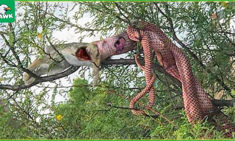 30 Moments Python Swallows Prey On A Tree Branch, What Happens Next? | Animal Fights