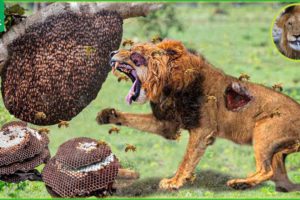 30 Moments Stupid Lion Received Tragic End For Daring To Destroy Wasp Nest | Animal Fight