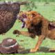 30 Moments Stupid Lion Received Tragic End For Daring To Destroy Wasp Nest | Animal Fight