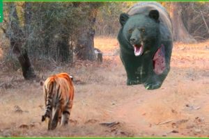 30 Moments Stupid Tiger Attacked The Giant Bear! Here's What Happened Next | Bear vs Tiger