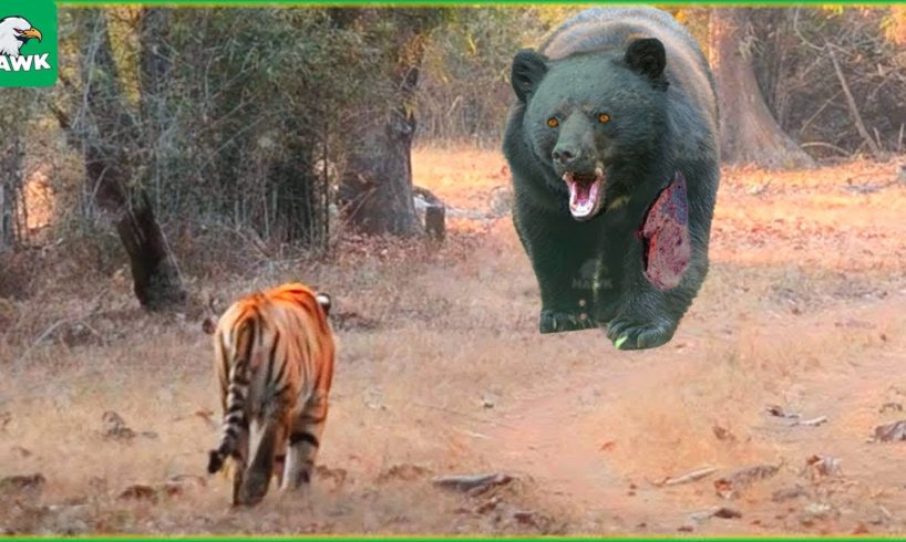 30 Moments Stupid Tiger Attacked The Giant Bear! Here's What Happened Next | Bear vs Tiger