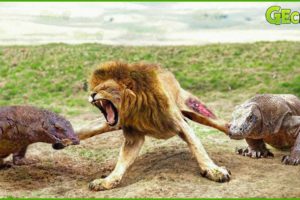 30 Moments The Lion Gets A Bitter End For Dare To Challenge The Komodo Dragon | Animal Fight