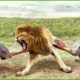 30 Moments The Lion Gets A Bitter End For Dare To Challenge The Komodo Dragon | Animal Fight