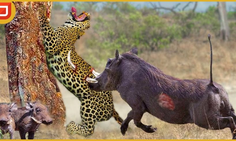 30 Moments Warthog Warriors Recklessly Fight Leopards To Rescue Their Kind | Animal World