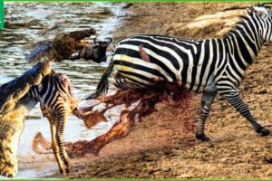 30 Moments When Crocodiles Attack Leopards, Zebras And Buffalos | Animal Fight