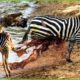 30 Moments When Crocodiles Attack Leopards, Zebras And Buffalos | Animal Fight