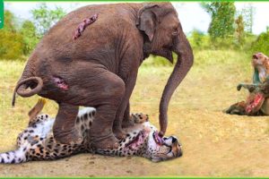 30 Moments When Elephants Rescue Monkeys From Leopards, What Happens Next? | Animal Fights