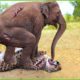 30 Moments When Elephants Rescue Monkeys From Leopards, What Happens Next? | Animal Fights