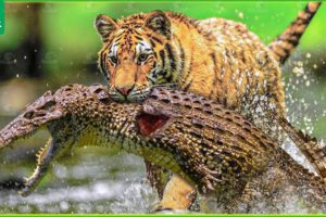 30 Most Horrible Moments When Big Cats Fought Against Crocodiles | Animal Fight