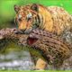 30 Most Horrible Moments When Big Cats Fought Against Crocodiles | Animal Fight