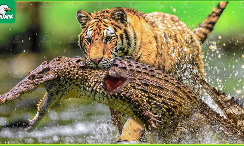 30 Most Horrible Moments When Big Cats Fought Against Crocodiles | Animal Fight