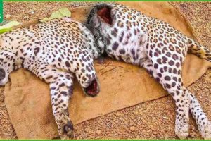 30 Pitiful Moments For My Leopard Being Injured, What Happened Next? | Animal Fights