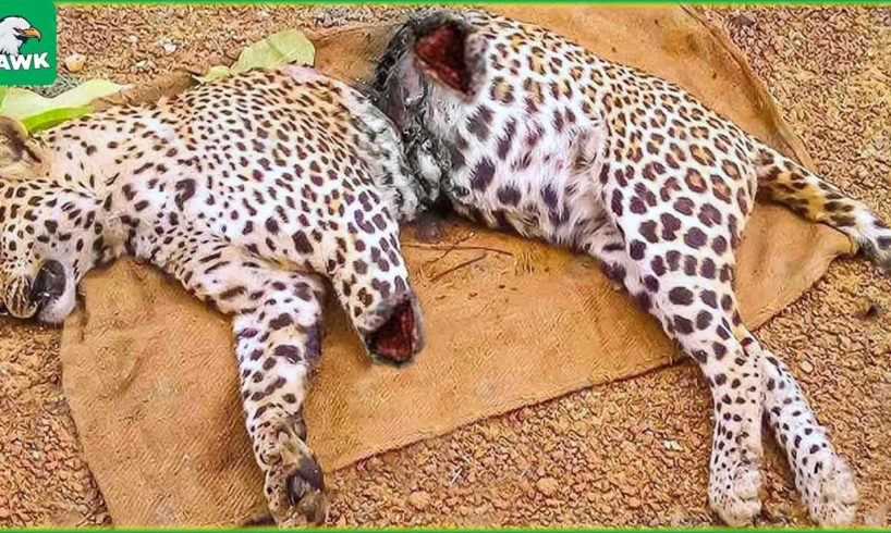 30 Pitiful Moments For My Leopard Being Injured, What Happened Next? | Animal Fights