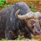 30 Pitiful Moments The Buffaloes Injured When Confronting Hungry Lions | Animal Fight