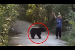 30 Scariest Bear Encounters Ever Posted on TikTok