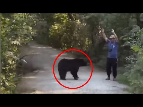 30 Scariest Bear Encounters Ever Posted on TikTok