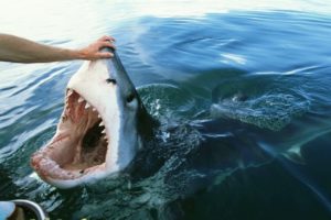 30 Scariest Shark Encounters Ever Caught On Camera